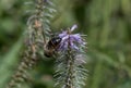 Culverâs root Veronicastrum virginicum Roseum, close-up of flower spike with honey bee